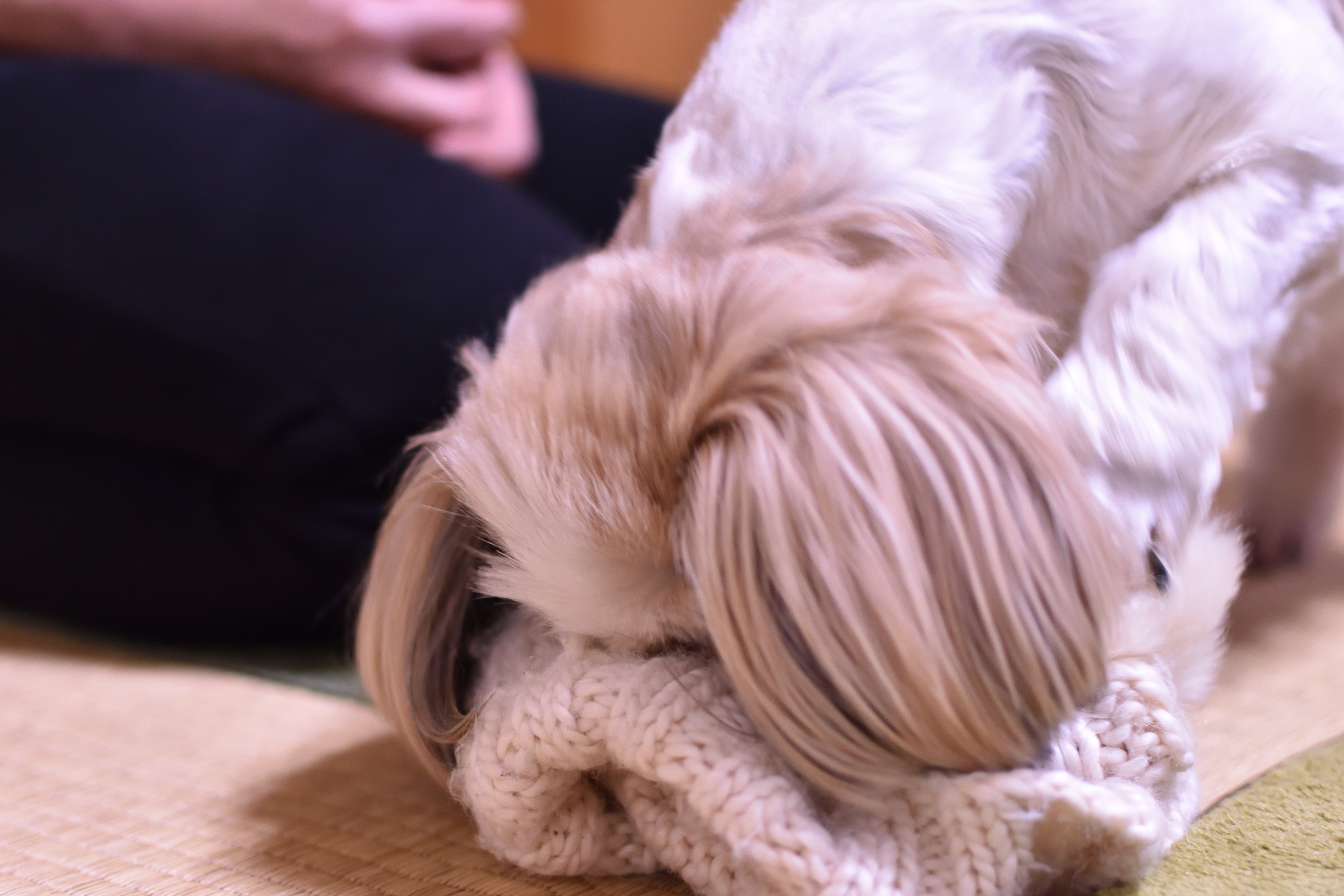 愛犬が毛糸の編みものに顔を寄せて遊んでいる様子